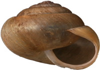 Monachoides incarnatusBOKSKOGSSNÄCKA6,2 × 8,8 mm